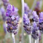 Lavender Perfume Oil - Fres..